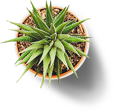 Pot - 1